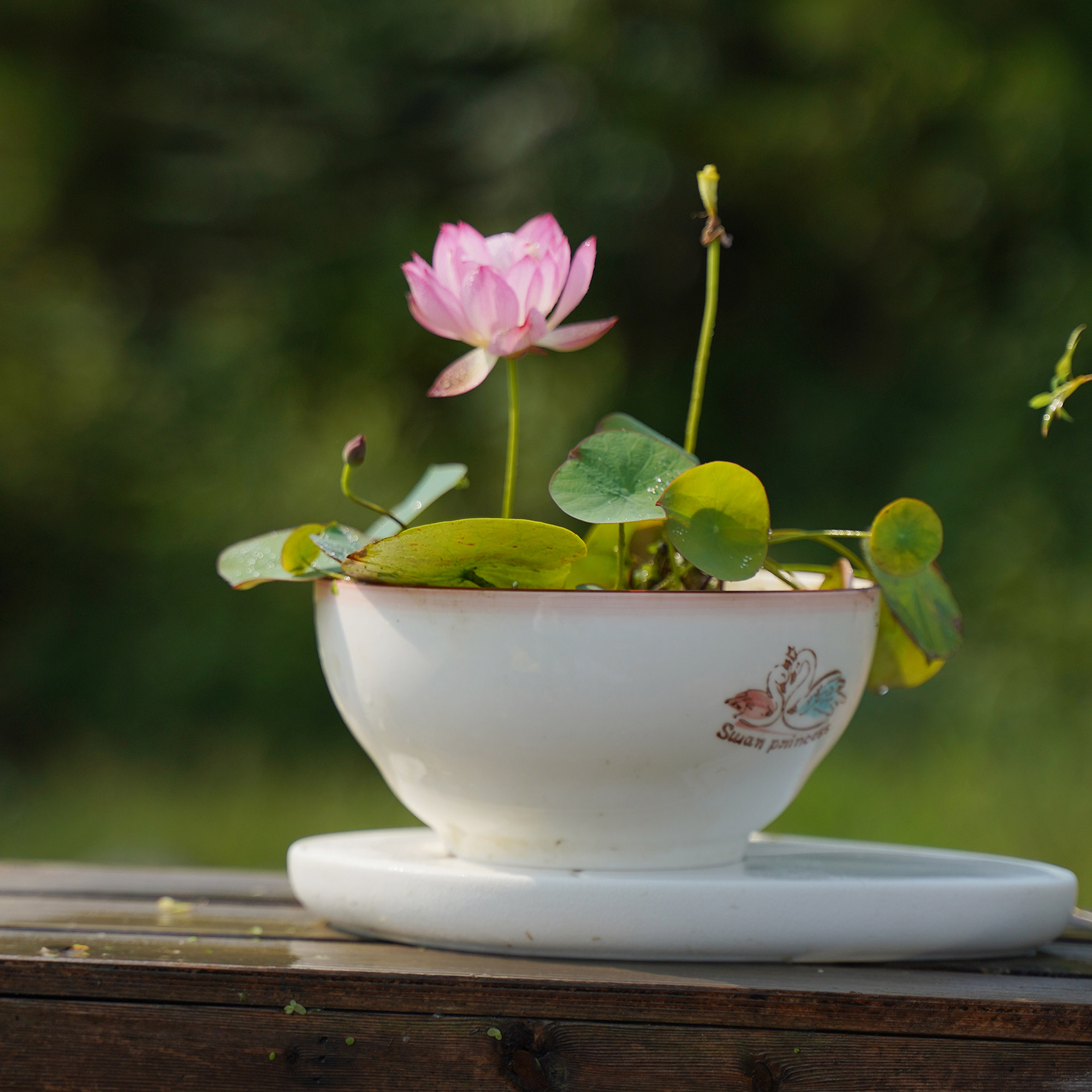 【粉妆61幻彩】周劲松家小微型观赏迷你碗莲荷花非成品四季种藕苗