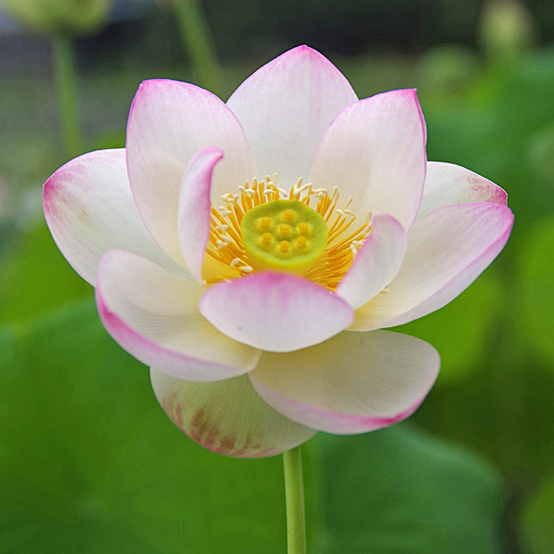 【婉约】周劲松家庭院楼顶阳台观赏盆栽小荷花莲花碗莲种藕苗花卉