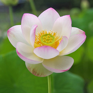 【婉约】周劲松家庭院楼顶阳台观赏盆栽小荷花莲花碗莲种藕苗花卉