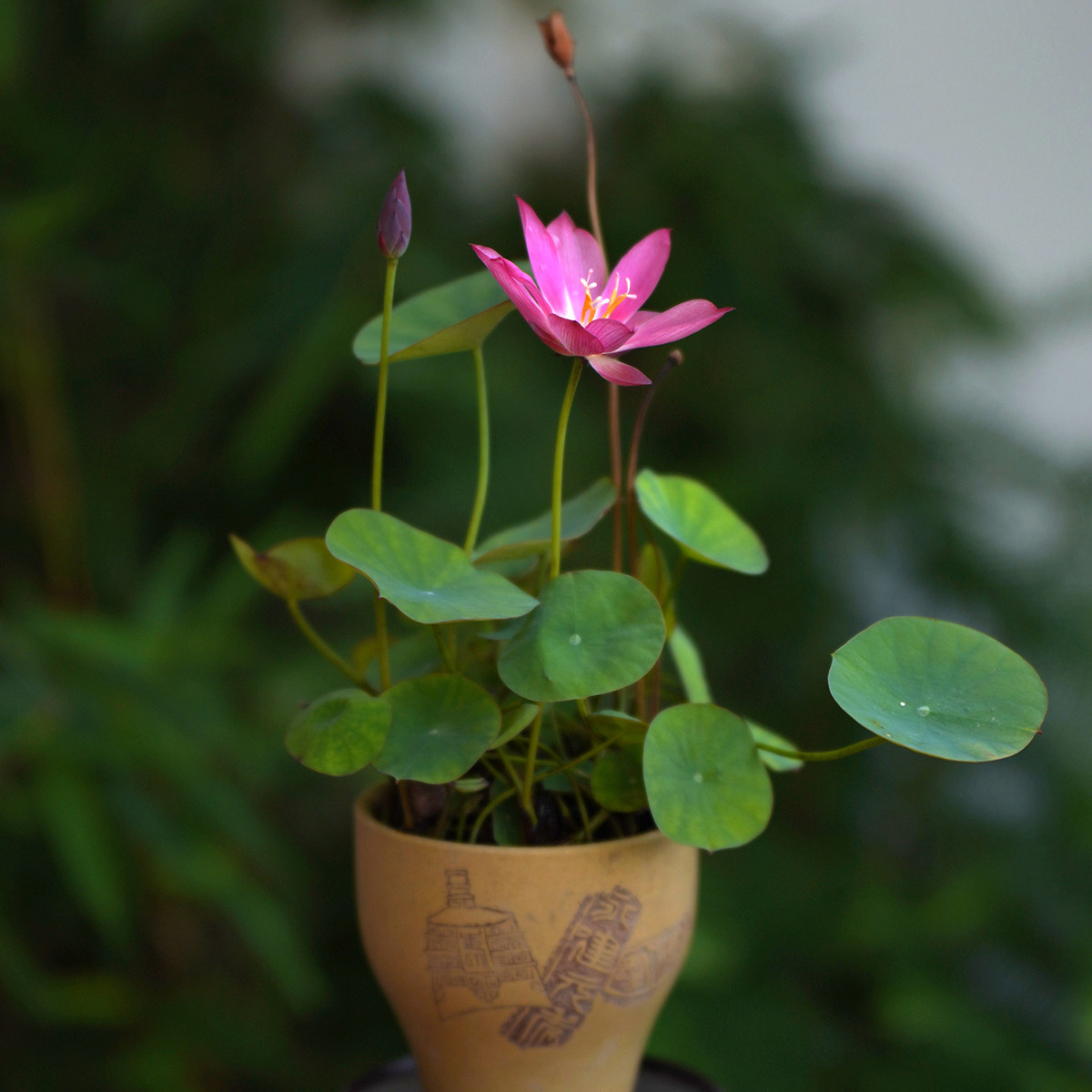 【纤&middot;清菡】周劲松小微型迷你盆栽碗莲荷花种藕苗露阳台花卉