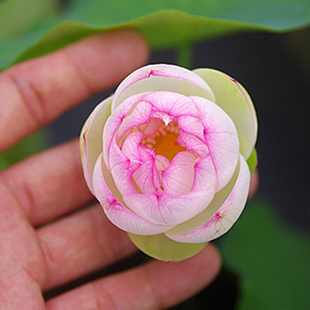 【白衣·洛樱】周劲松小微盆栽观赏碗莲荷花种藕根茎非成品苗根块