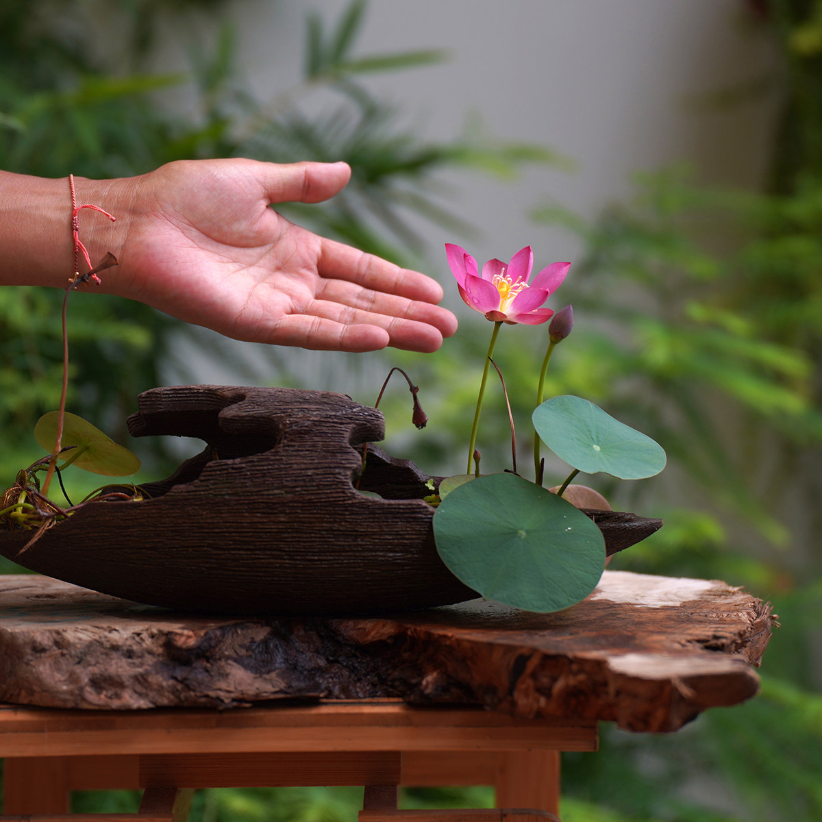 【小紫】周劲松家阳露台养净化空气裸根小微型碗莲荷花种藕根茎苗