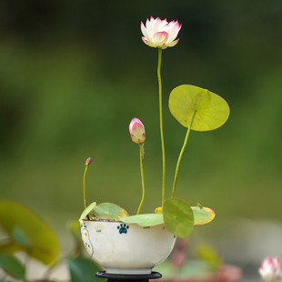 【惊艳·采薇】周劲松小微型盆栽阳台家庭种植碗莲荷花种藕根茎苗