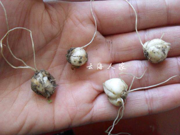 陕西秦岭太白山产  太白贝母  20颗一件