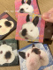 猫头但是鹰兔兔迷你便签纸5x5便签留言便签