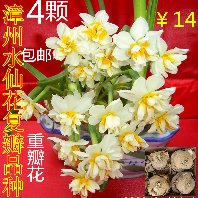 复瓣双层花种球水培冬季喜阳水仙