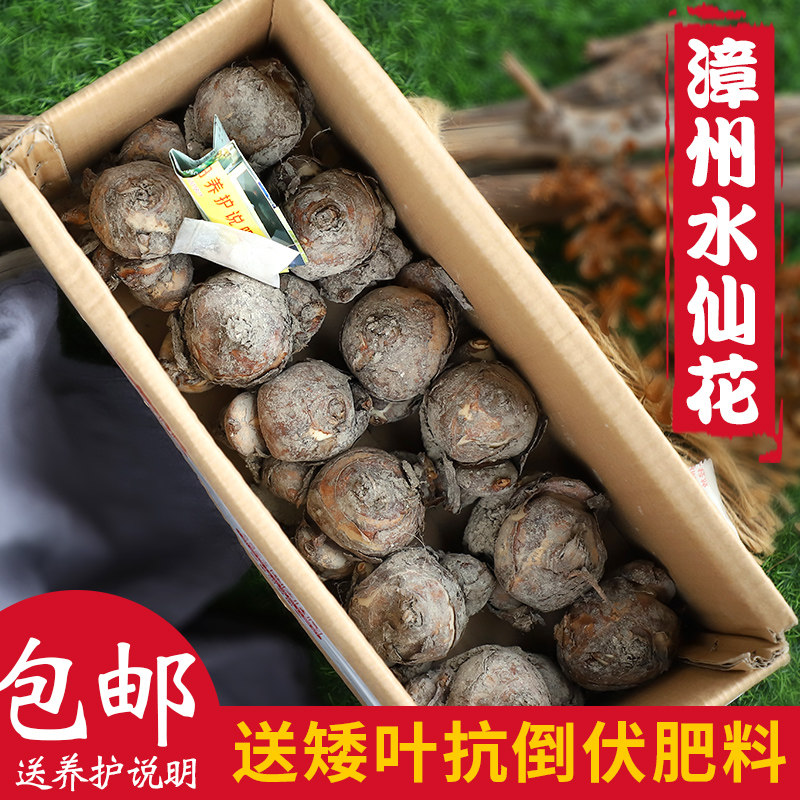 冬季花卉水仙花种球盆栽冬季喜阳