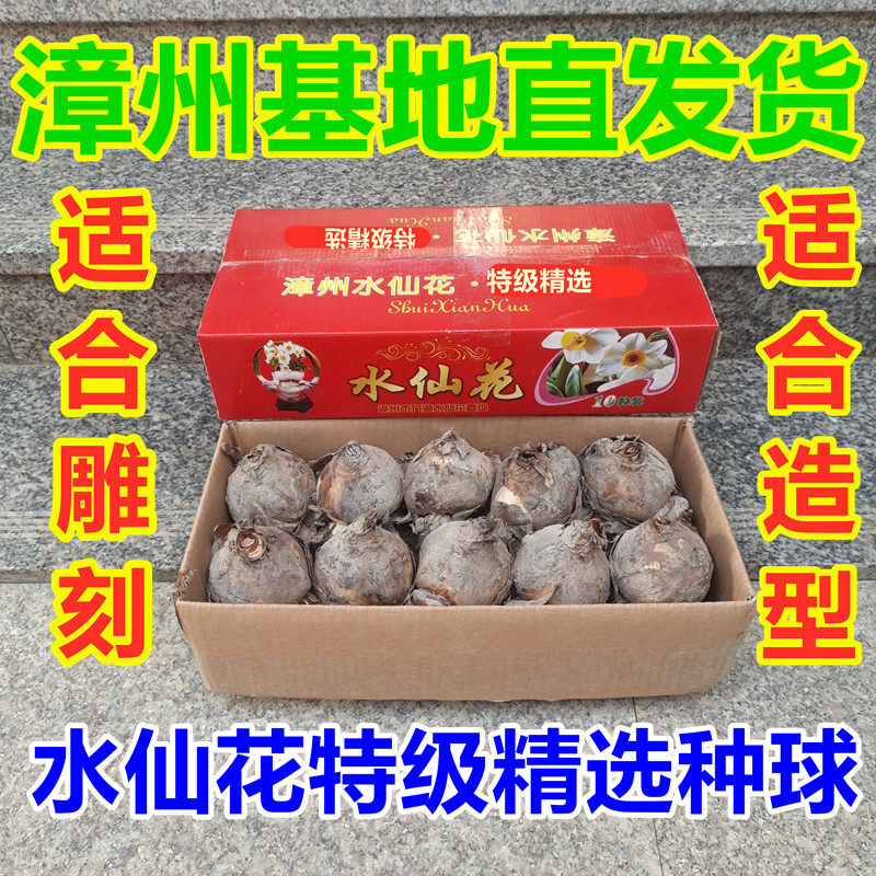 漳州水仙水仙球冬季水养水培花卉