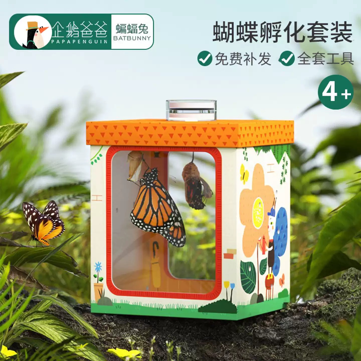 破茧成蝶养蝴蝶蛹可孵化观察盒