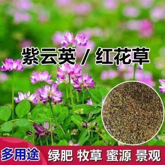 新种子紫云英净子红花草种子绿肥家庭园艺种子