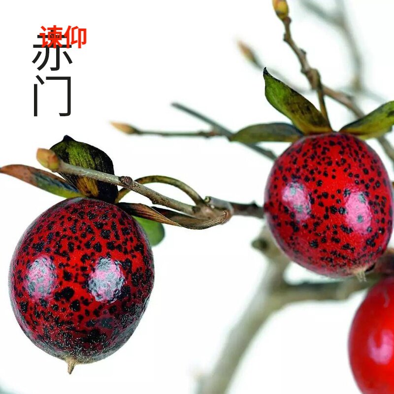 金弹子树种子老鸦乌柿种子花生形家庭园艺种子