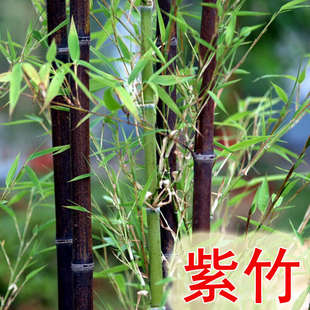 种子金镶玉早园竹紫竹佛肚竹苗室外庭院观叶盆栽种籽四季常青