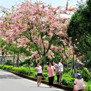 粉花山扁豆种子 红花腊肠树 黄花花旗木树种子 泰国樱花树种子