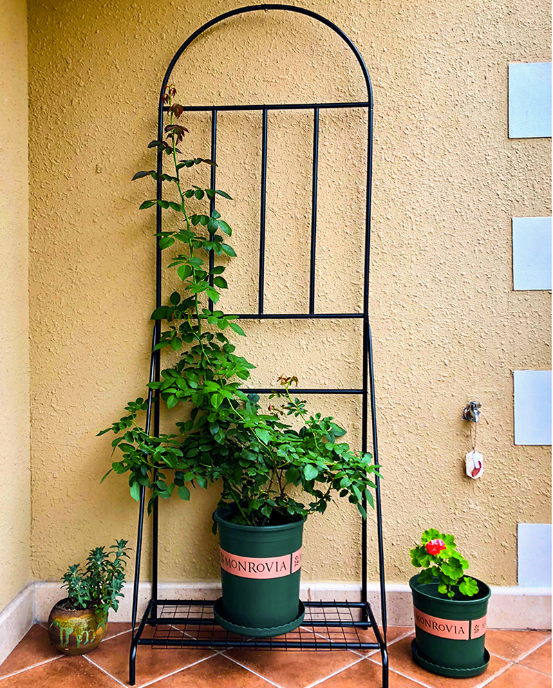 促欧式铁艺花架落地式植物爬藤架室外带底座阳台铁线莲支架