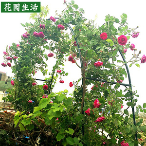 花园生活简易拱门花架铁艺爬藤架婚庆柱形支架葡萄丝瓜月季铁线莲