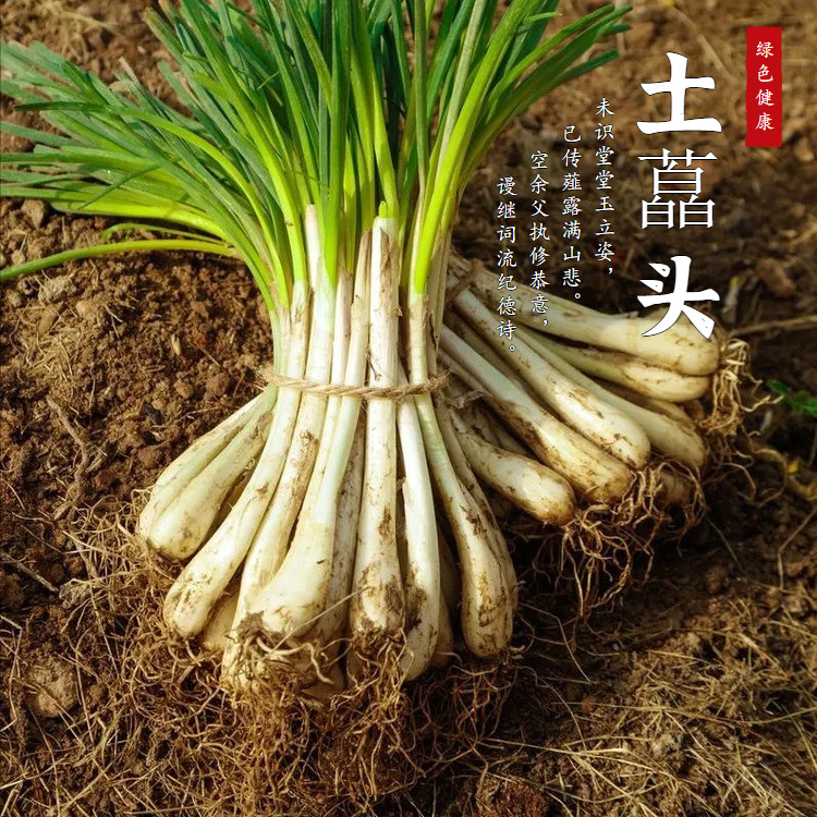 野葱新鲜小根蒜野生苦藠团葱湖南野小蒜薤白现挖农家时令野菜包邮