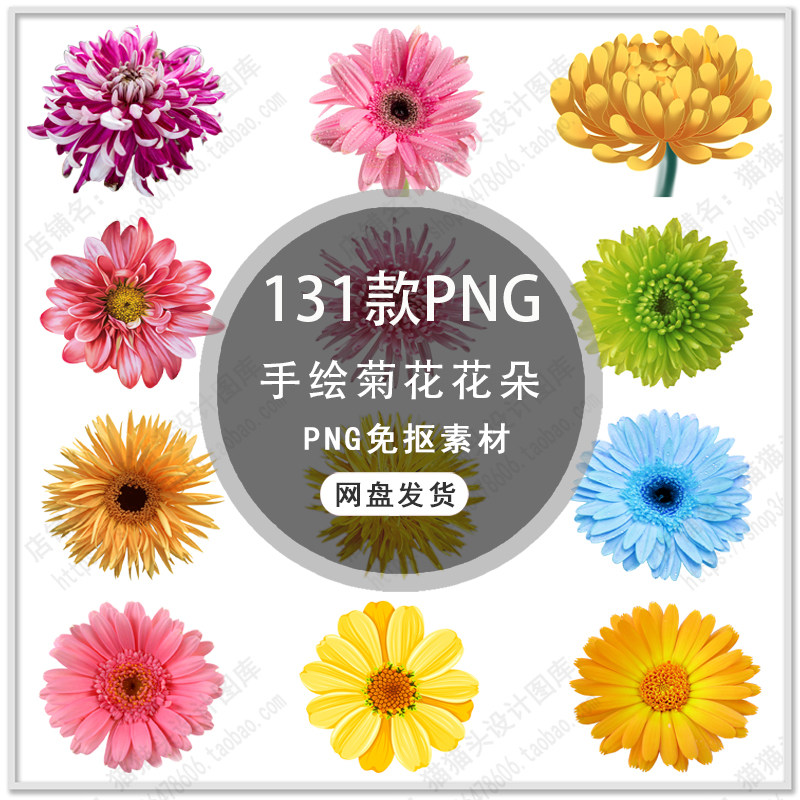 手绘菊花非洲菊波斯野菊花卉背景卡通菊花花朵插画png免扣素材