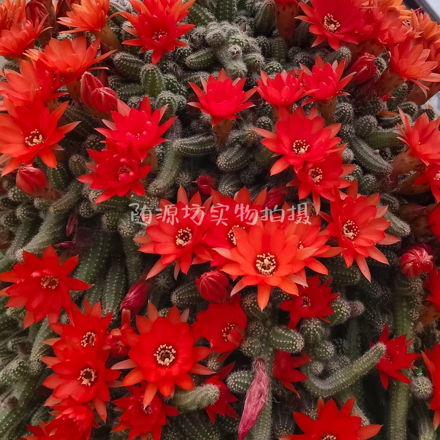 仙人指盆栽多肉植物毛毛虫仙人掌防辐射垂吊室内会开花的室内阳台