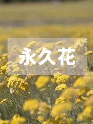 永久花纯露腊菊去闭口淡黑眼圈