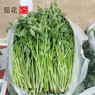 新鲜水芹野芹菜水芹菜水英生拌炒食沙拉调味做汤韩国料理泡菜食材