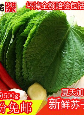 新鲜现摘烤肉店常年供货紫苏叶