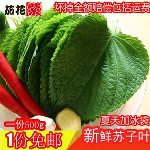 新鲜苏子叶现摘现发韩国烤肉店专用青岛发货紫苏叶常年供货保新鲜