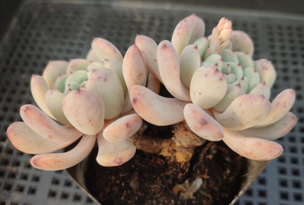 雪爪比安特雪爪控养短肥圆丸叶木质化多肉植物一物一拍所见即所得