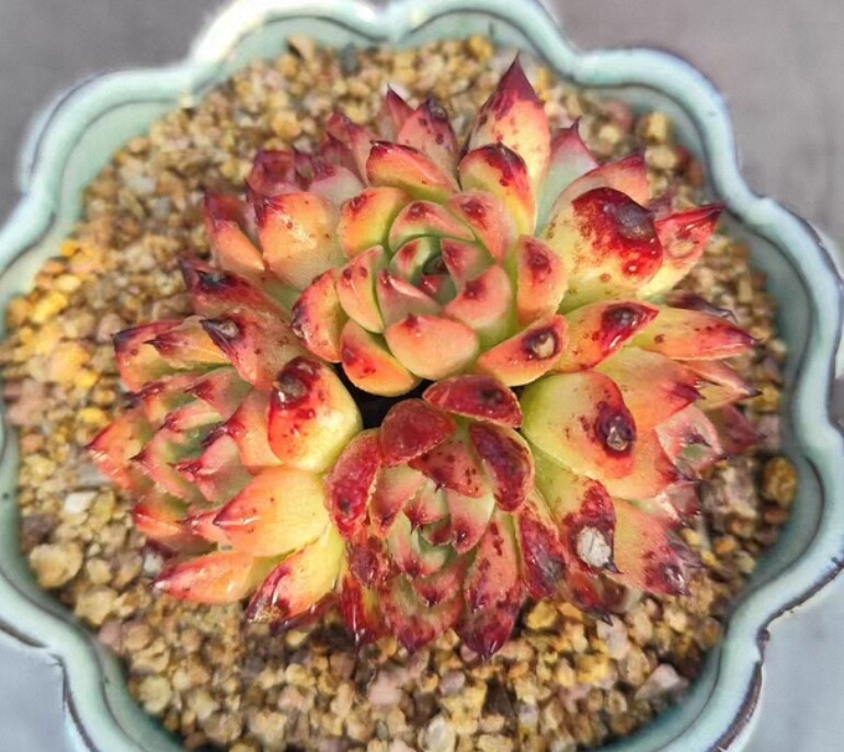 篝火带血斑火红叶缘高颜值多肉植多肉植物