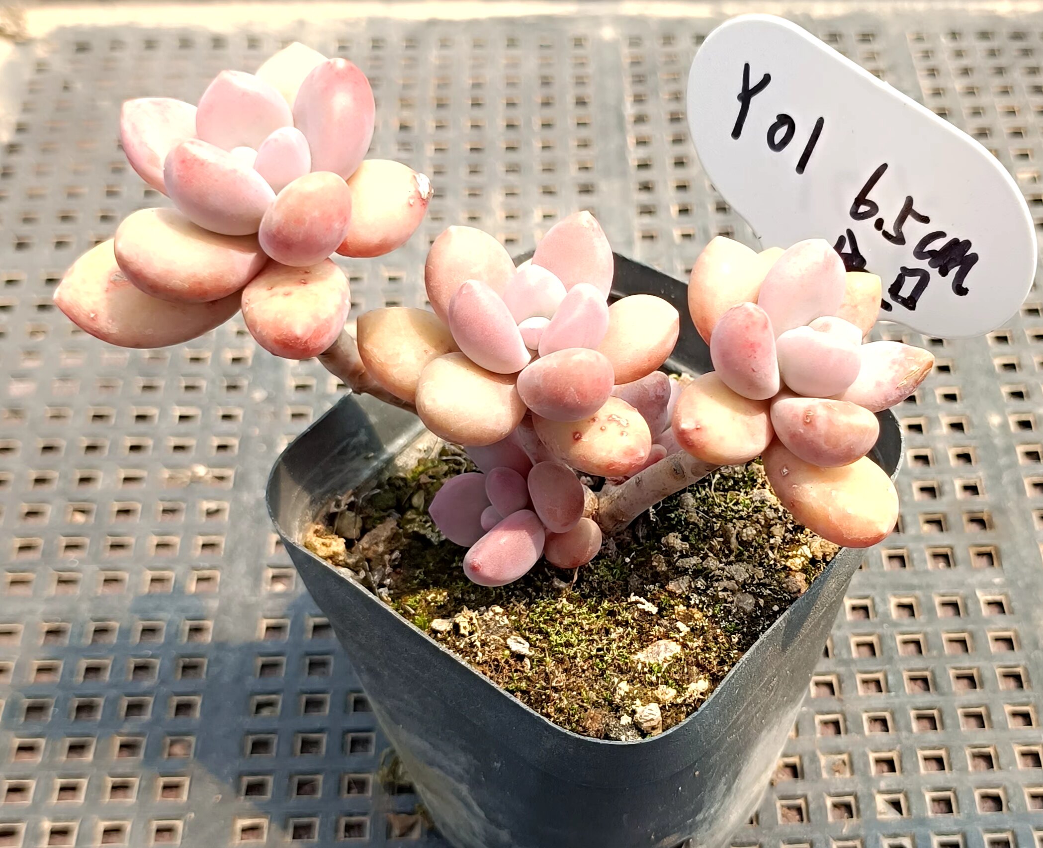 控养丸叶艾桃艾伦杂桃蛋香水老桩多肉植物一物一拍微观拇指盆盆景