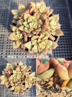 精选一物一拍掌柜推荐 清仓多肉绿植物盆栽花卉9一号链接 抢拍特价