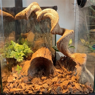 爬宠寄居蟹攀爬木树藤树蛙睫角造景天然枯木爬虫缸雨林缸过江龙藤