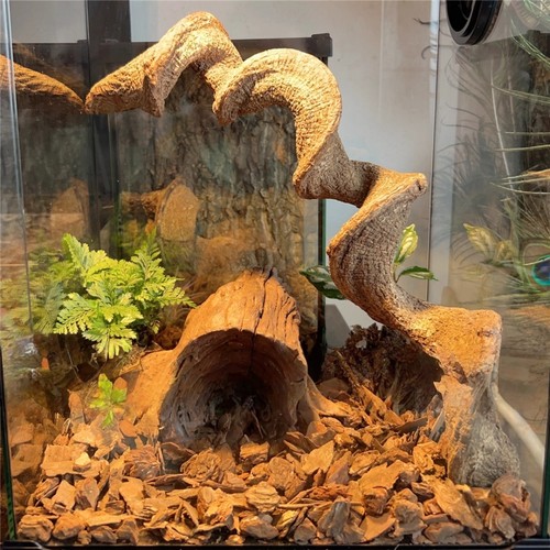 爬宠寄居蟹攀爬树藤爬虫枯木造景