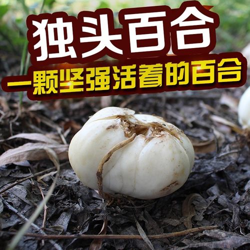 兰州新鲜百合纯甜食用纯天然甘肃