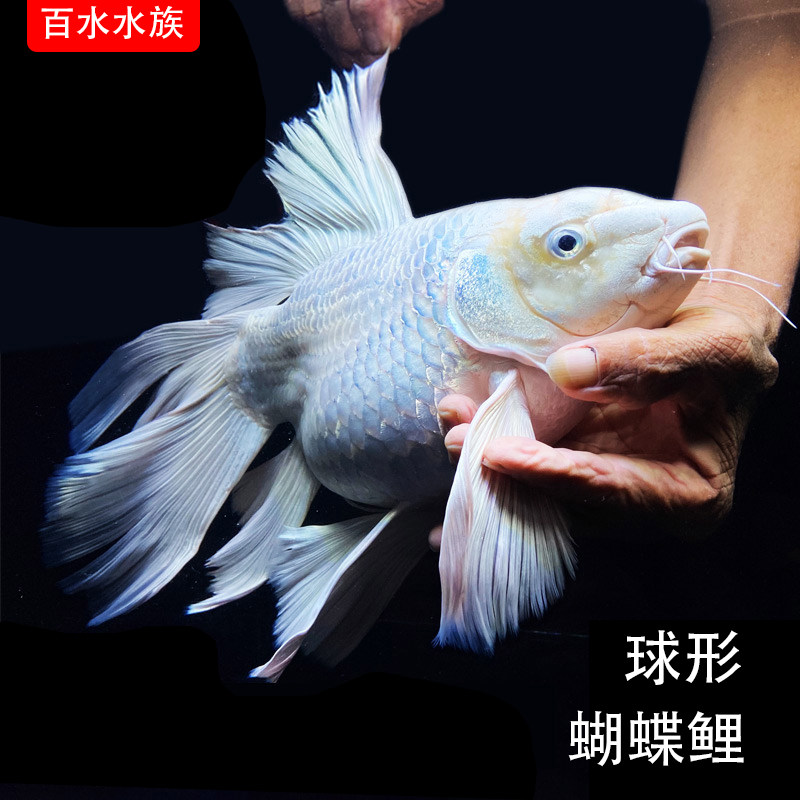 纯种台湾球体蝴蝶鲤狮子头观赏鱼活体纯种大鳍长尾贵妃鱼苗包邮