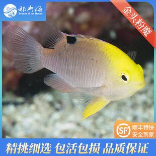 那片海 金头粉魔金头魔海水鱼观赏鱼活体 顺丰特快发货