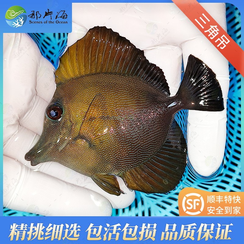 那片海三角吊吊类海水鱼