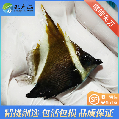 那片海十年老店咖啡关刀珊瑚危险蝴蝶鱼目关刀适合混养海水鱼