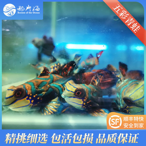 五彩青蛙活体圆点青蛙水族那片海