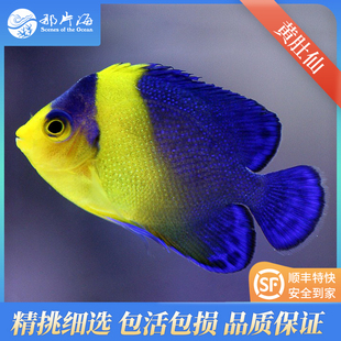 那片花黄肚仙黄肚新娘半月仙神仙科海水鱼宠物鱼