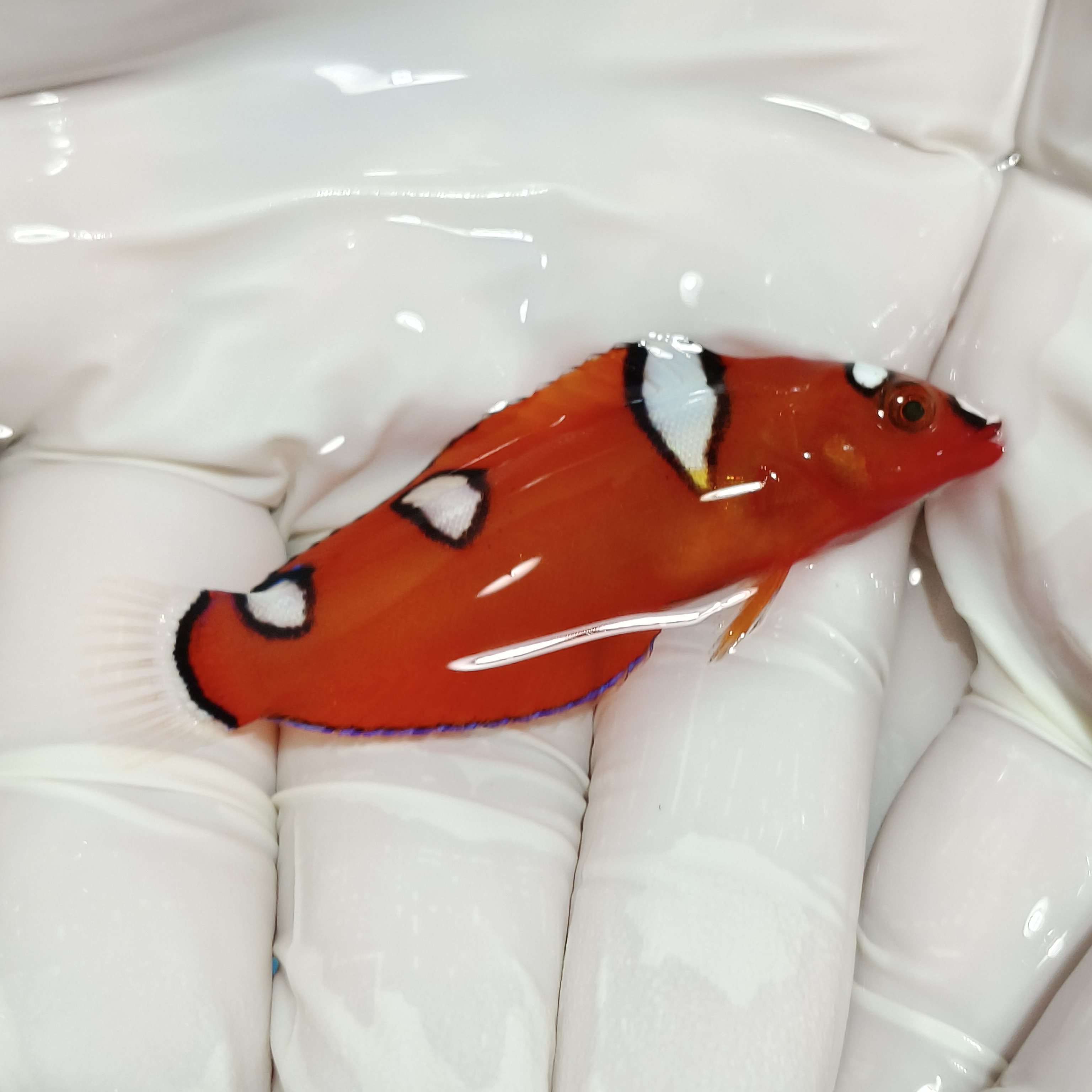 红龙活体红龙幼鱼观赏鱼