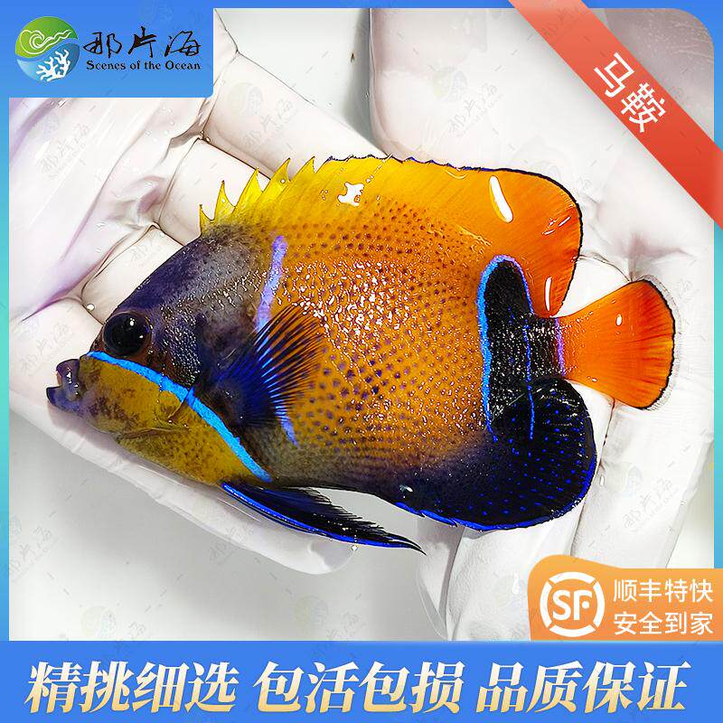 那片海 马鞍观赏鱼海水鱼活体宠物
