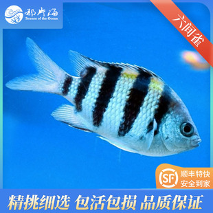 那片海 新手闯缸五间雀尾斑豆娘五线豆娘海水鱼活体顺丰五线雀