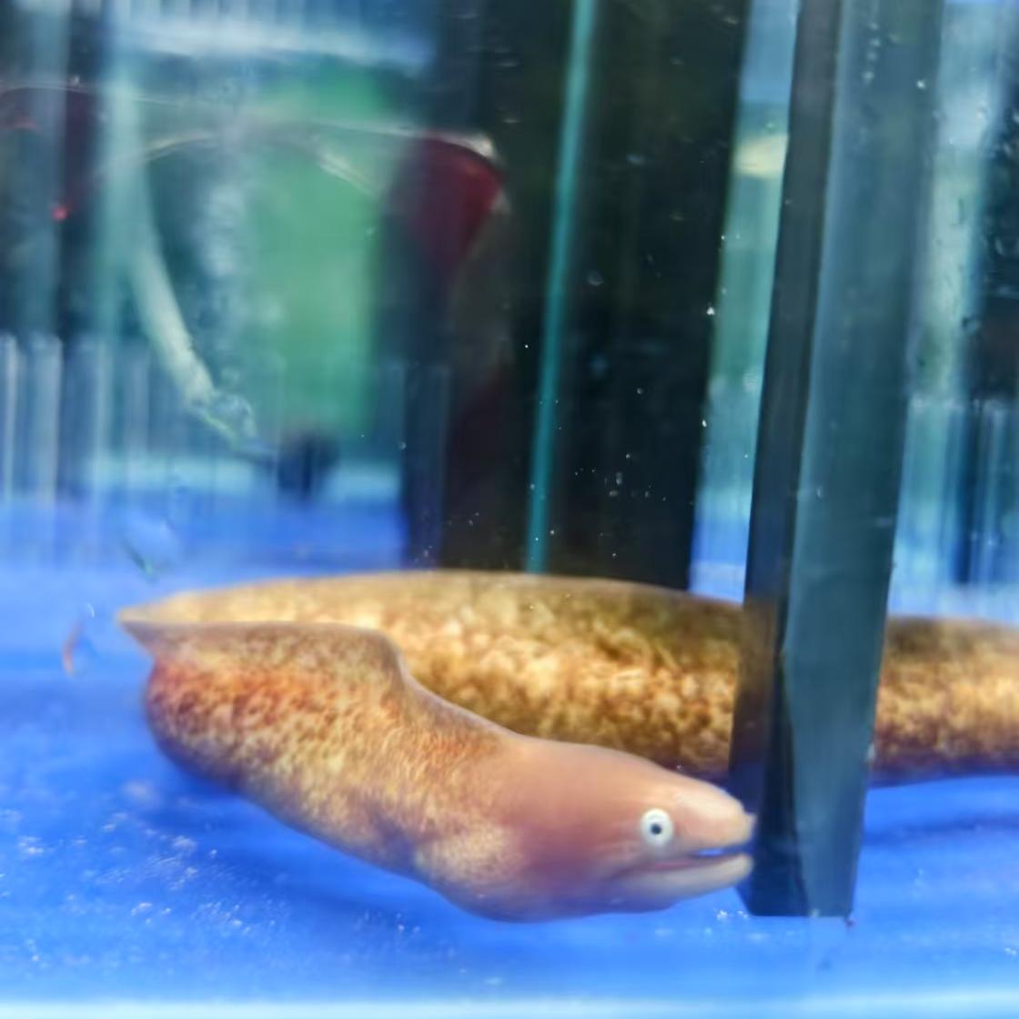 那片海鱼苗海水观赏鱼