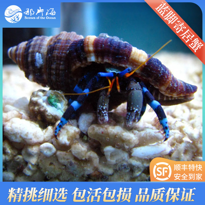 那片海蓝脚寄居蟹除藻吃残饵工具鱼海水族生物珊瑚活体观赏鱼