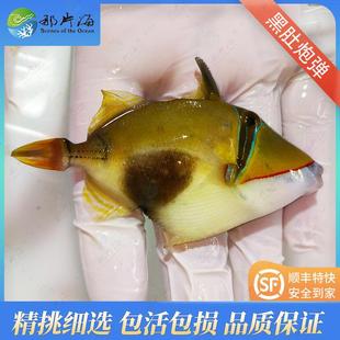 那片海 黑肚炮弹海水鱼观赏鱼活体宠物 顺丰发货