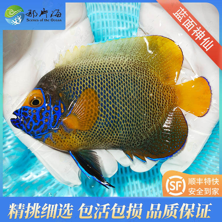 蓝面神仙 观赏鱼海水鱼活体宠物 顺丰发货