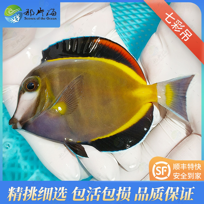 那片海海水鱼七彩吊海缸海洋生物宠物吊科鱼吃藻