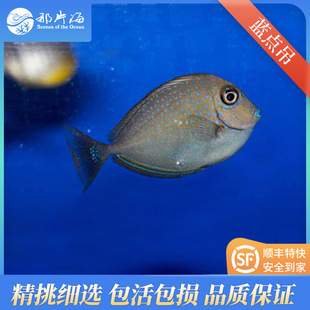 那片海蓝点吊活体海水鱼 海缸除藻生物印尼蓝吊养定包活