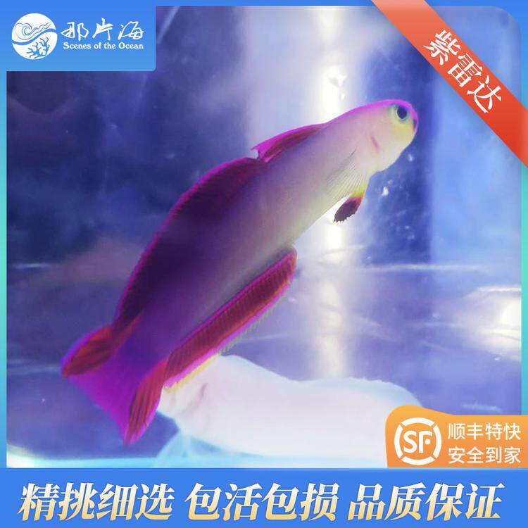 那片海紫玉雷达紫雷达海水鱼观赏鱼宠物活体 顺丰发货