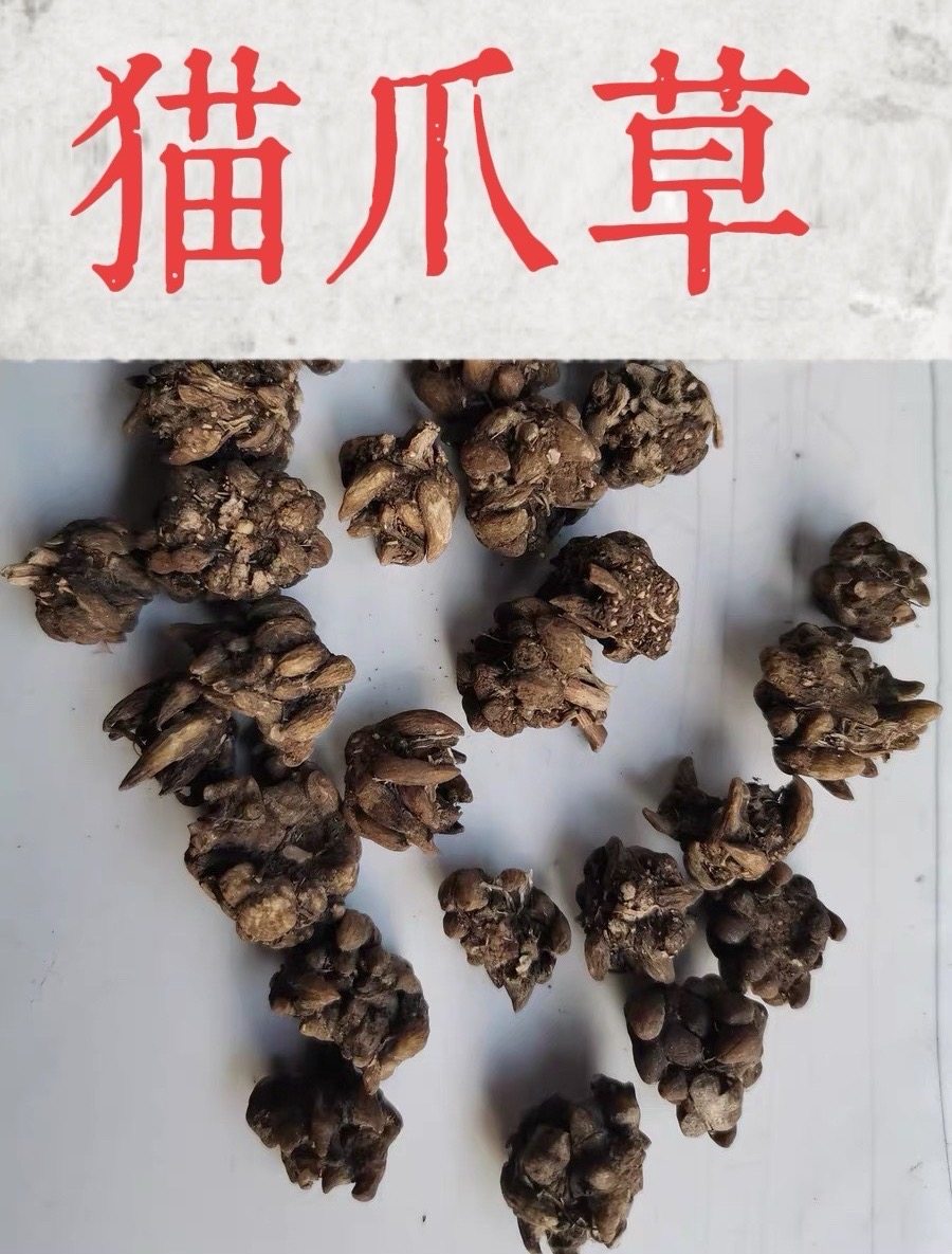 江西野生猫爪草正品水洗猫抓草猫爪茶毛抓草完整自然大颗